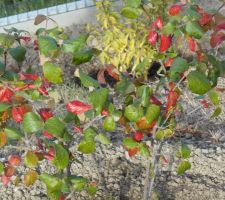 Viburnum burkwoodi 'Anne Russel'