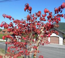 Euonymus alatus 'Compactus'