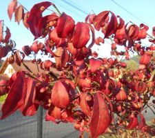 Euonymus alatus 'Compactus'