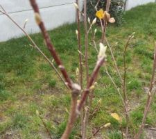 Le magnolia se prépare déjà pour le printemps.