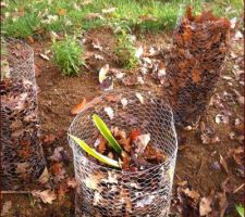 Protection des agapanthes : on rempli le grillage de feuilles