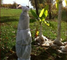 Protection des palmiers déplacés et des bananiers