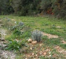 Plantation de 4 lavandes au dessus du mur du boulodrome