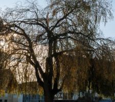 Casse palplanche par branche saule pleureur