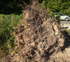 La souche qui &eacute;tait sur le passage pour entr&eacute;e dans le terrain