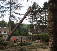 Elagage de 3 pins et 1cèdre de 20 metre de haut par Mr Jerome GROULT et son équipe "super PRO" ds des conditions difficiles d'accès!!