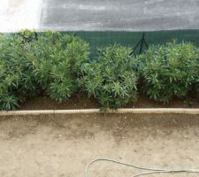 Pose des rebords de delimitation.