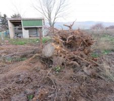 Nos souches dessouchées et a evacuer