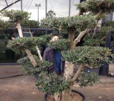 Notre futur olivier bonsaï !!! C'est celui ci!