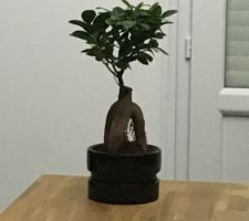 Nouveau Ficus