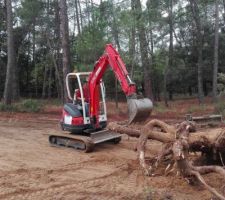 Dessouchage d'arbres avant ouverture du chantier