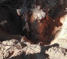 Dessouchage d'arbres avant ouverture du chantier