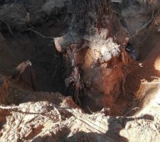 Dessouchage d'arbres avant ouverture du chantier