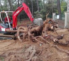 Dessouchage d'arbres avant ouverture du chantier