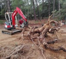 Dessouchage d'arbres avant ouverture du chantier