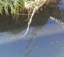 Canalisation eau usée exposée par crue un an après fin travaux