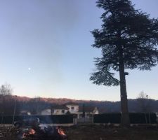 Ce c&egrave;dres de 25 m&egrave;tres tombe ce vendredi !