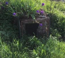 Notre fameux puit, en cours de d&eacute;broussaillage !!