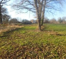 Derrière les chênes ce sera le potager, il y a déjà des sauges, des framboisiers, une verveine, une mélisse, des crocus d'automne, un noisetier, des roses d'hiver et des petits lauriers