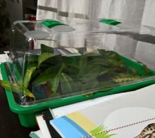 Nos boutures de Lauriers pour nos petits bouts de haies !