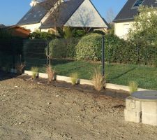 Plantation de Miscanthus et Stipa côté allée