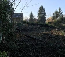 Le terrain sans les arbres!