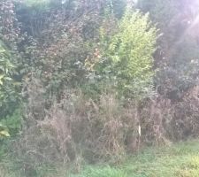 Il y a du d&eacute;broussaillage en perspective !