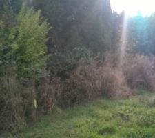 Il y a du d&eacute;broussaillage en perspective !