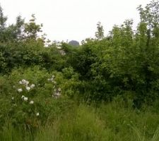 Il y a du d&eacute;broussaillage en perspective !