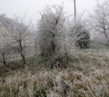 Avant du terrain.31/12/16. Givre et brouillard.