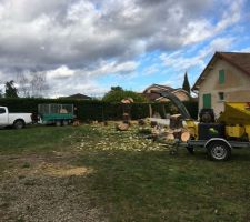 Abattage des 2 beaux tilleuls