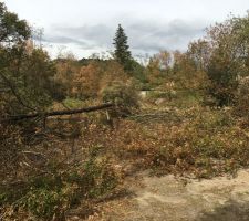 Decoupage des arbres du terrain par mes soins