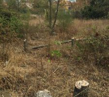 Decoupage des arbres du terrain par mes soins