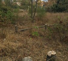 Decoupage des arbres du terrain par mes soins