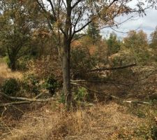 Decoupage des arbres du terrain par mes soins