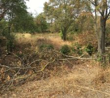 Decoupage des arbres du terrain par mes soins