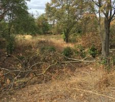 Decoupage des arbres du terrain par mes soins