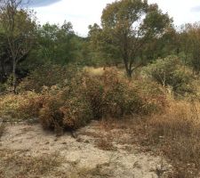 Decoupage des arbres du terrain par mes soins