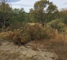 Decoupage des arbres du terrain par mes soins