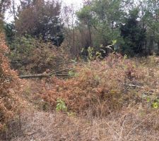 Decoupage des arbres du terrain par mes soins