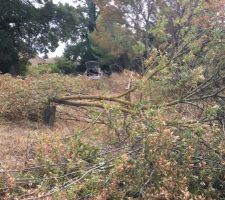 Decoupage des arbres du terrain par mes soins