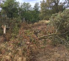 Decoupage des arbres du terrain par mes soins