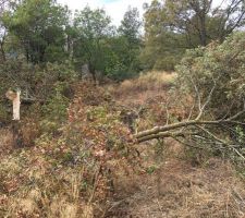 Decoupage des arbres du terrain par mes soins