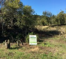 Decoupage des arbres du terrain par mes soins