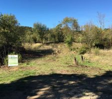 Decoupage des arbres du terrain par mes soins