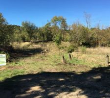 Decoupage des arbres du terrain par mes soins