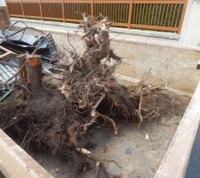 Démolition du garage et des remises et dessouchage des troncs d'arbres!