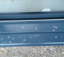 Petits tours des chats.... voilà ils ne peuvent plus entrer