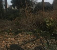 Début des travaux nettoyage du terrain