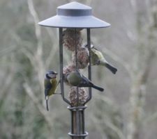 C'est l'hiver et les mésanges ont faim !